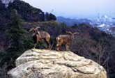 金沢動物園